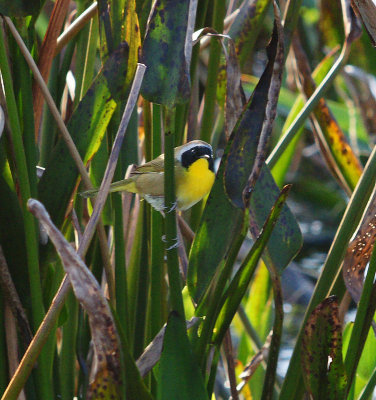 Common Yellow Throat Warbler
