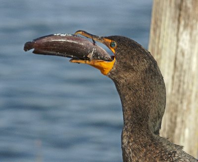 Cormorant swallowing fish