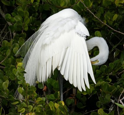 Egret preening
