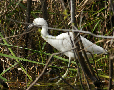 Immature little blue heron - they are white!