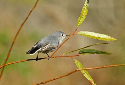 Blue gray gnatcatcher