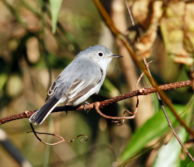 Gnatcatcher