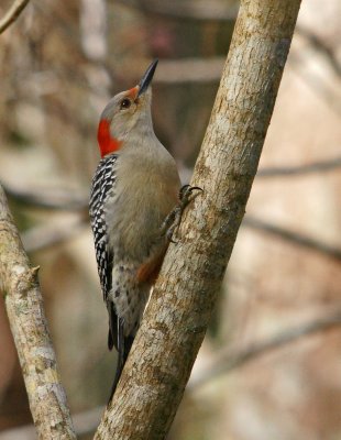 Red Bellied, if you look closely can actually see the red spot on the belly