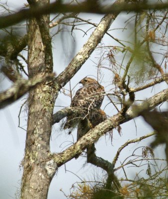 Red shouldered Hawk - heavily cropped
