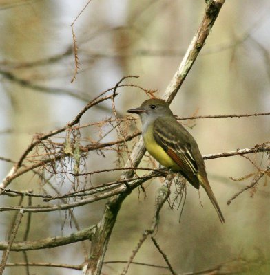 Great Crested Flycatcher