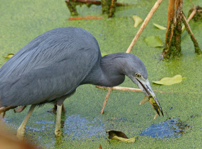 Blue heron with frog