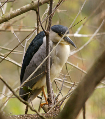 Black crowned night heron in the bushes