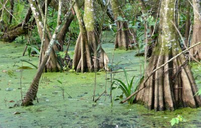 Swamp view