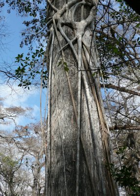 Bald Cypress with a Strangler Fig attached