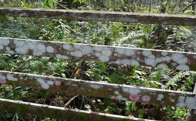Lichens on fence