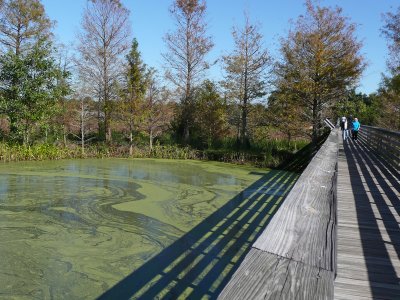 Boardwalk and algae pond