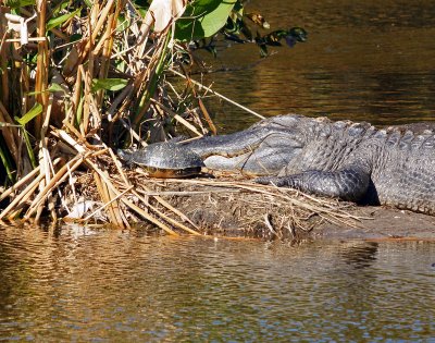 Alligator and potential turtle lunch napping together