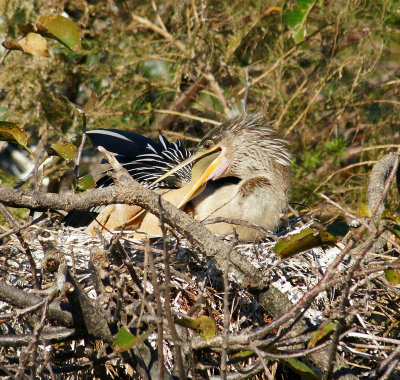 Anhinga feeding baby by regurgitating