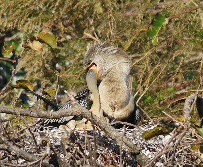 Anhinga feeding baby by regurgitation