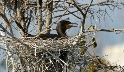 Double crested cormorant on a nest