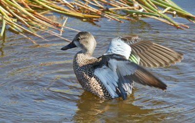 Blue winged teal