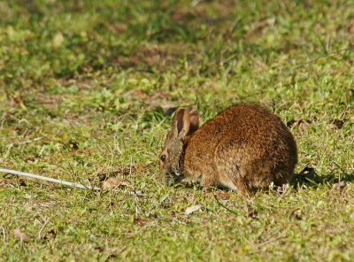 Marsh hare near walkway above