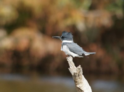Wakodahatchee Wetlands