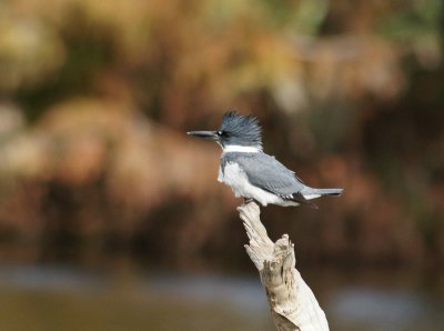 Belted Kingfisher