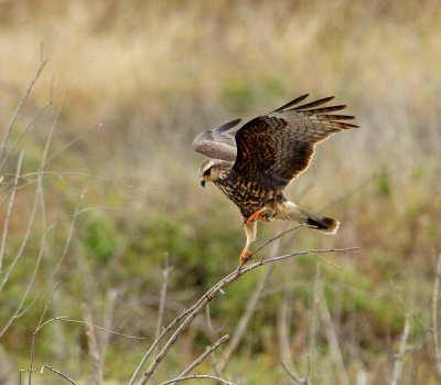 Snail Kite coming in for a landing