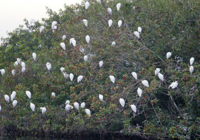 Cattle Egrets Roosting