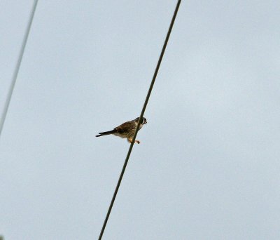 American Kestral