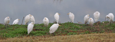Cattle egrets - see brown spot top of heads