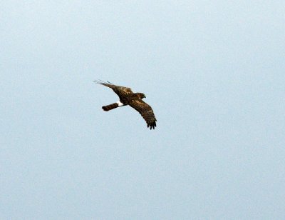 Northern harrier - heavily cropped - slightly similar to snail kite from far away