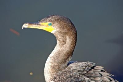 Cormorant