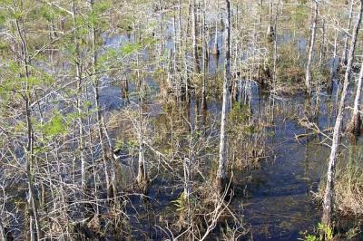 everglades