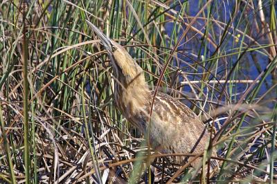Bittern