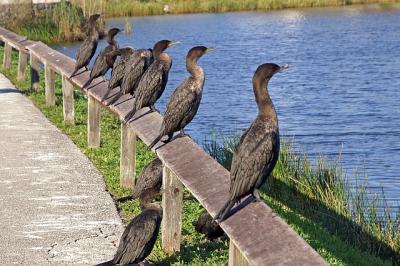 Cormorants