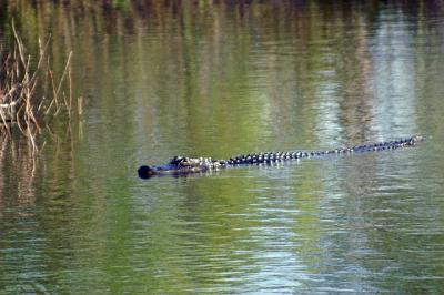 Alligator