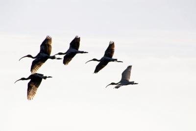 Ibis filying over