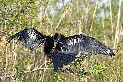 Anhinga