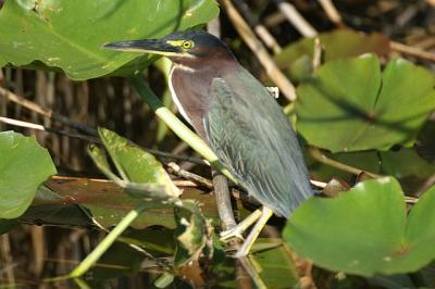 Green Heron