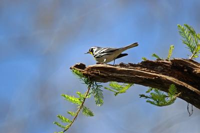 Yellow Throated Warbler?