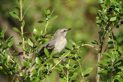 Mockingbird