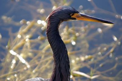 Tri Colored Heron