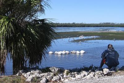 Ding Darling - Sanibel FL