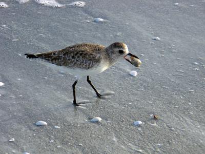 Sanibel Island Fl  Misc