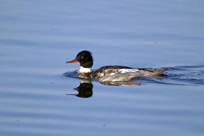 Red Breasted Merganser