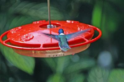 White Necked Jacobin