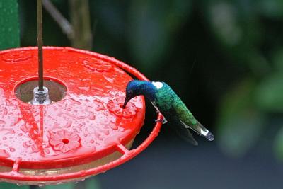 White Necked Jacobin