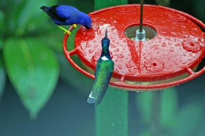 White Necked Jacobin