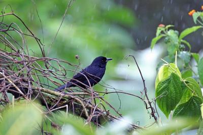 White Lined Tanager?