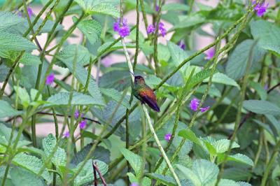 Copper Rumped Hummingbird