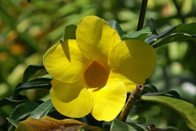 Yellow Alamander
