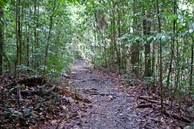 Trail through the woods