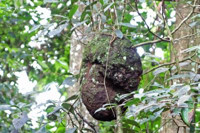 Termite Nest